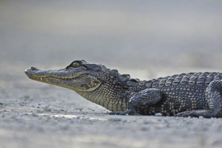 Un homme sauve une femme attaquée par un alligator de trois mètres en Floride