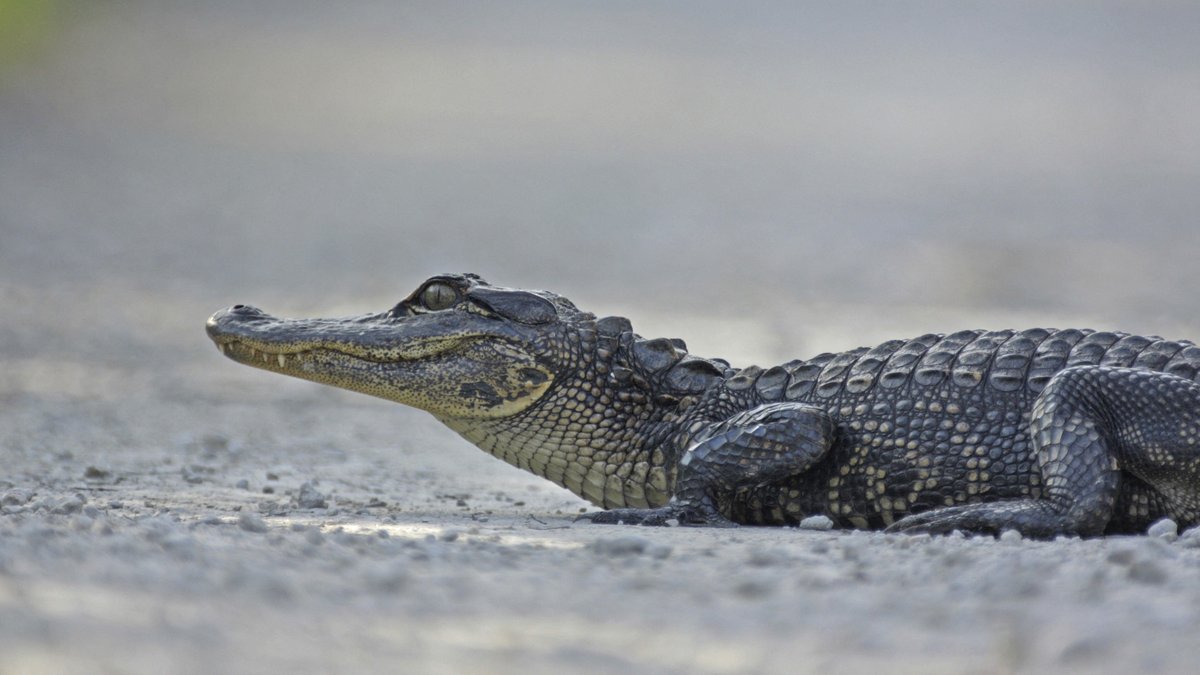 Un homme sauve une femme attaquée par un alligator de trois mètres en Floride