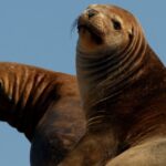 Un jeune homme de 18 ans reconnu coupable d'avoir frappé un lion de mer à San Diego risque un an de prison