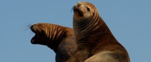 Un jeune homme de 18 ans reconnu coupable d'avoir frappé un lion de mer à San Diego risque un an de prison