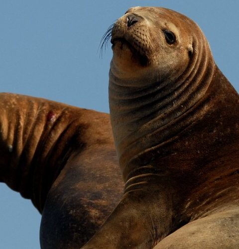 Un jeune homme de 18 ans reconnu coupable d'avoir frappé un lion de mer à San Diego risque un an de prison