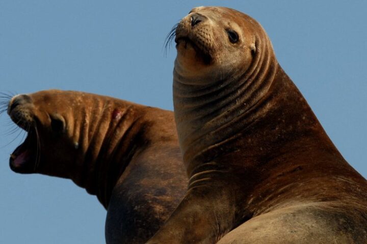 Un jeune homme de 18 ans reconnu coupable d'avoir frappé un lion de mer à San Diego risque un an de prison