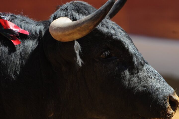 Un jeune homme de 21 ans décède après avoir été encorné lors d'un lâcher de bovins à Tírig en Espagne