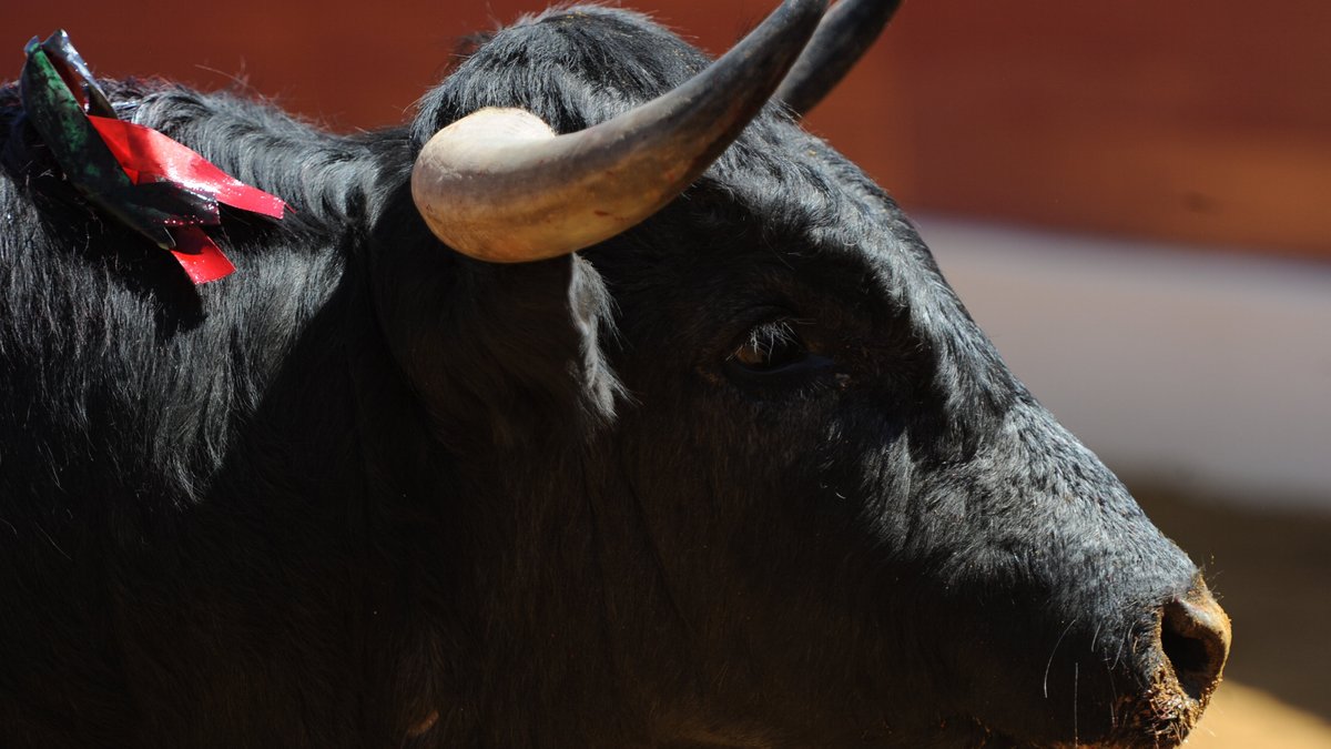 Un jeune homme de 21 ans décède après avoir été encorné lors d'un lâcher de bovins à Tírig en Espagne