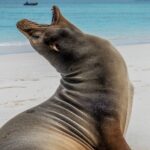 Un lion de mer s'invite dans une cabine de bateau argentiniens et s'endort sur un lit