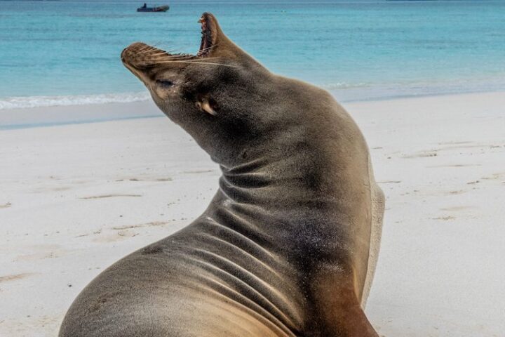 Un lion de mer s'invite dans une cabine de bateau argentiniens et s'endort sur un lit