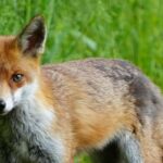 Un renard attaque un bébé de trois mois pendant son sommeil à Watford, en Angleterre