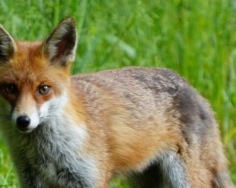 Un renard attaque un bébé de trois mois pendant son sommeil à Watford, en Angleterre