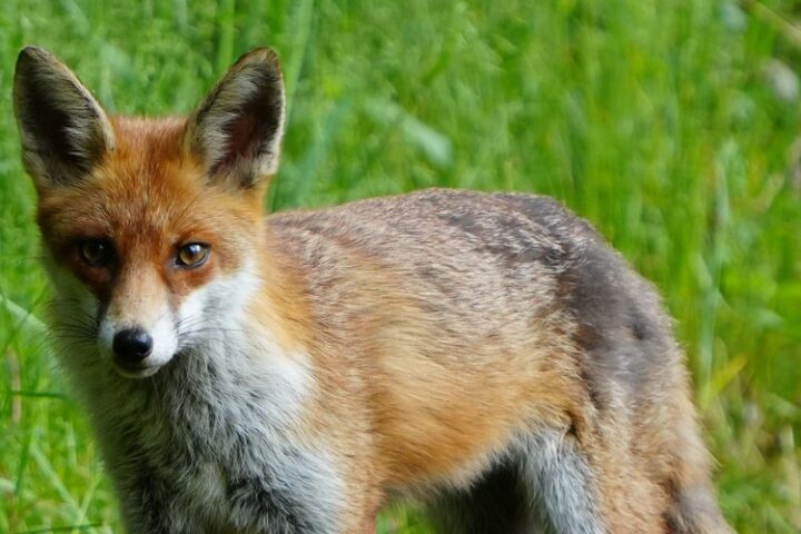 Un renard attaque un bébé de trois mois pendant son sommeil à Watford, en Angleterre