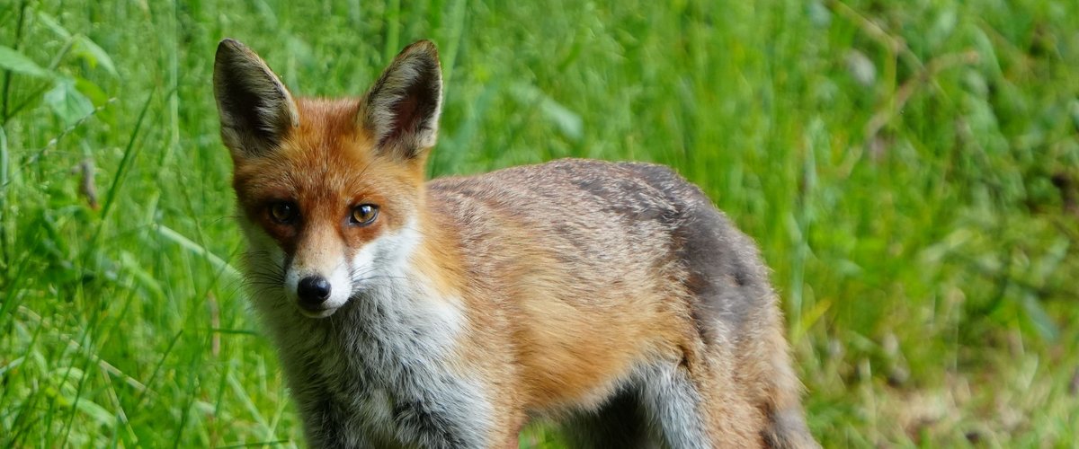 Un renard attaque un bébé de trois mois pendant son sommeil à Watford, en Angleterre
