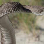 Une femme mordue par un serpent à sonnette en coupant des roses à Los Angeles