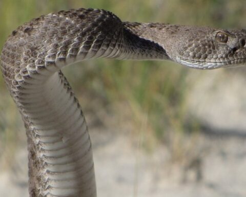 Une femme mordue par un serpent à sonnette en coupant des roses à Los Angeles