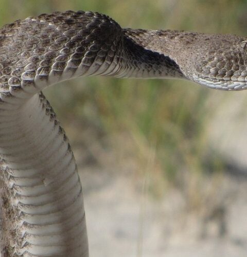 Une femme mordue par un serpent à sonnette en coupant des roses à Los Angeles