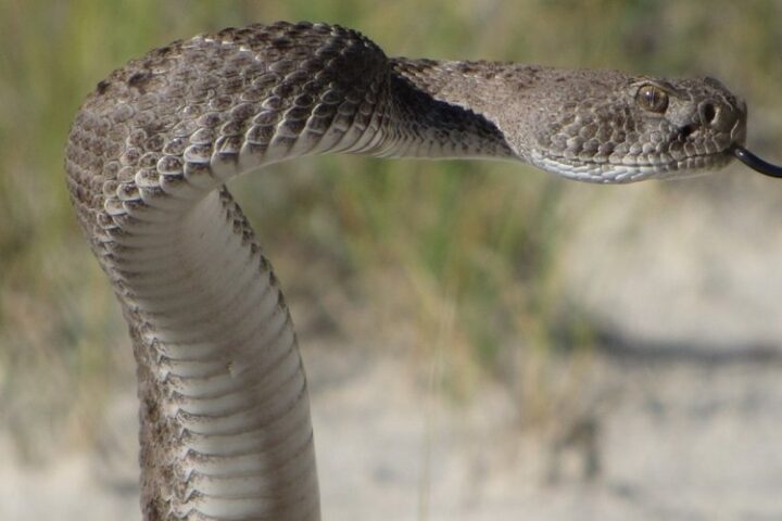 Une femme mordue par un serpent à sonnette en coupant des roses à Los Angeles