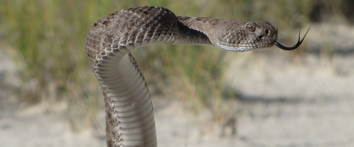Une femme mordue par un serpent à sonnette en coupant des roses à Los Angeles