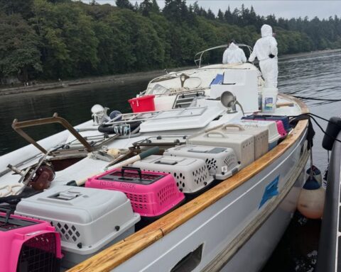 Une trentaine de chats secourus sur un bateau abandonné au large de Tacoma