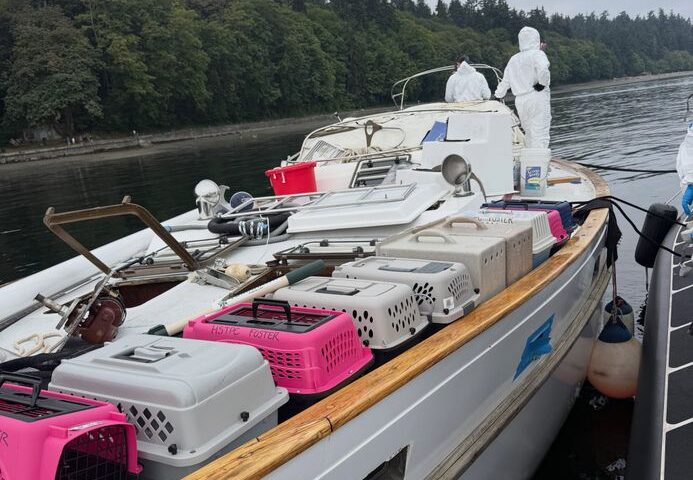 Une trentaine de chats secourus sur un bateau abandonné au large de Tacoma