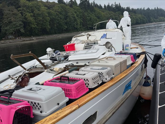 Une trentaine de chats secourus sur un bateau abandonné au large de Tacoma