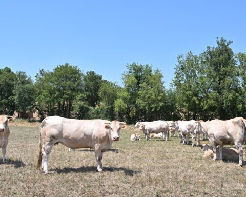Urgence pour les éleveurs du Tarn : la sécheresse les force à recourir aux réserves d'hiver