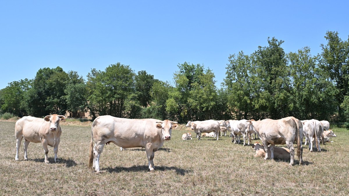 Urgence pour les éleveurs du Tarn : la sécheresse les force à recourir aux réserves d'hiver