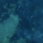 500 requins-hâ observés près de l'île de Ré, une espèce en danger critique d'extinction