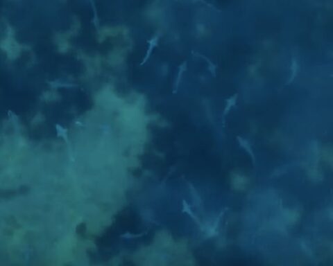 500 requins-hâ observés près de l'île de Ré, une espèce en danger critique d'extinction