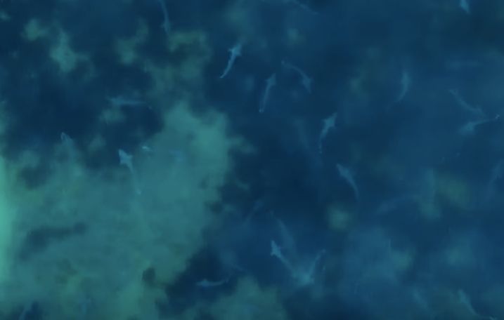 500 requins-hâ observés près de l'île de Ré, une espèce en danger critique d'extinction
