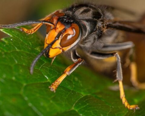 Après un été caniculaire, le frelon asiatique semble se multiplier en septembre
