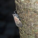 Découverte du fulgore tacheté en Hongrie, un insecte invasif menaçant l'agriculture européenne
