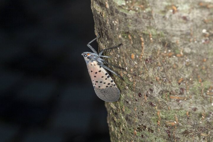 Découverte du fulgore tacheté en Hongrie, un insecte invasif menaçant l'agriculture européenne