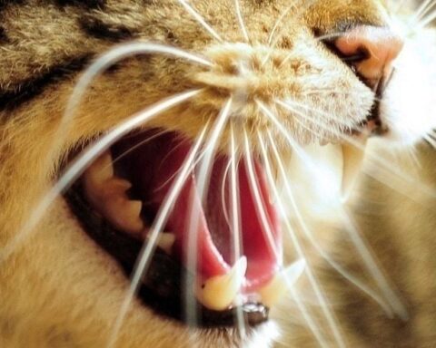 Découverte du Leopardus tilcayo, une nouvelle espèce de félin en Bolivie après un siècle