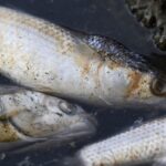 Des centaines de poissons morts découverts à l'étang de Berre, un phénomène naturel salutaire