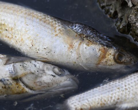 Des centaines de poissons morts découverts à l'étang de Berre, un phénomène naturel salutaire