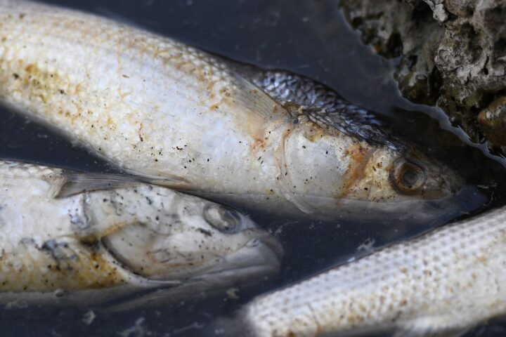 Des centaines de poissons morts découverts à l'étang de Berre, un phénomène naturel salutaire