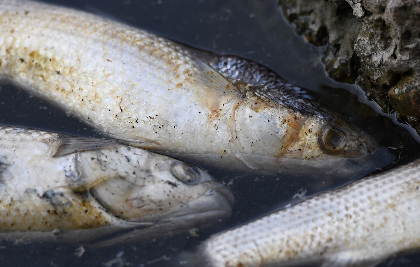 Des centaines de poissons morts découverts à l'étang de Berre, un phénomène naturel salutaire