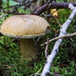 Des conditions climatiques inquiétantes retardent la cueillette des champignons en France cet automne
