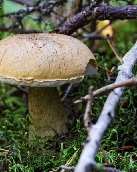 Des conditions climatiques inquiétantes retardent la cueillette des champignons en France cet automne