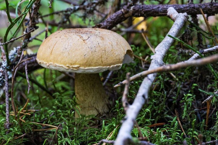 Des conditions climatiques inquiétantes retardent la cueillette des champignons en France cet automne