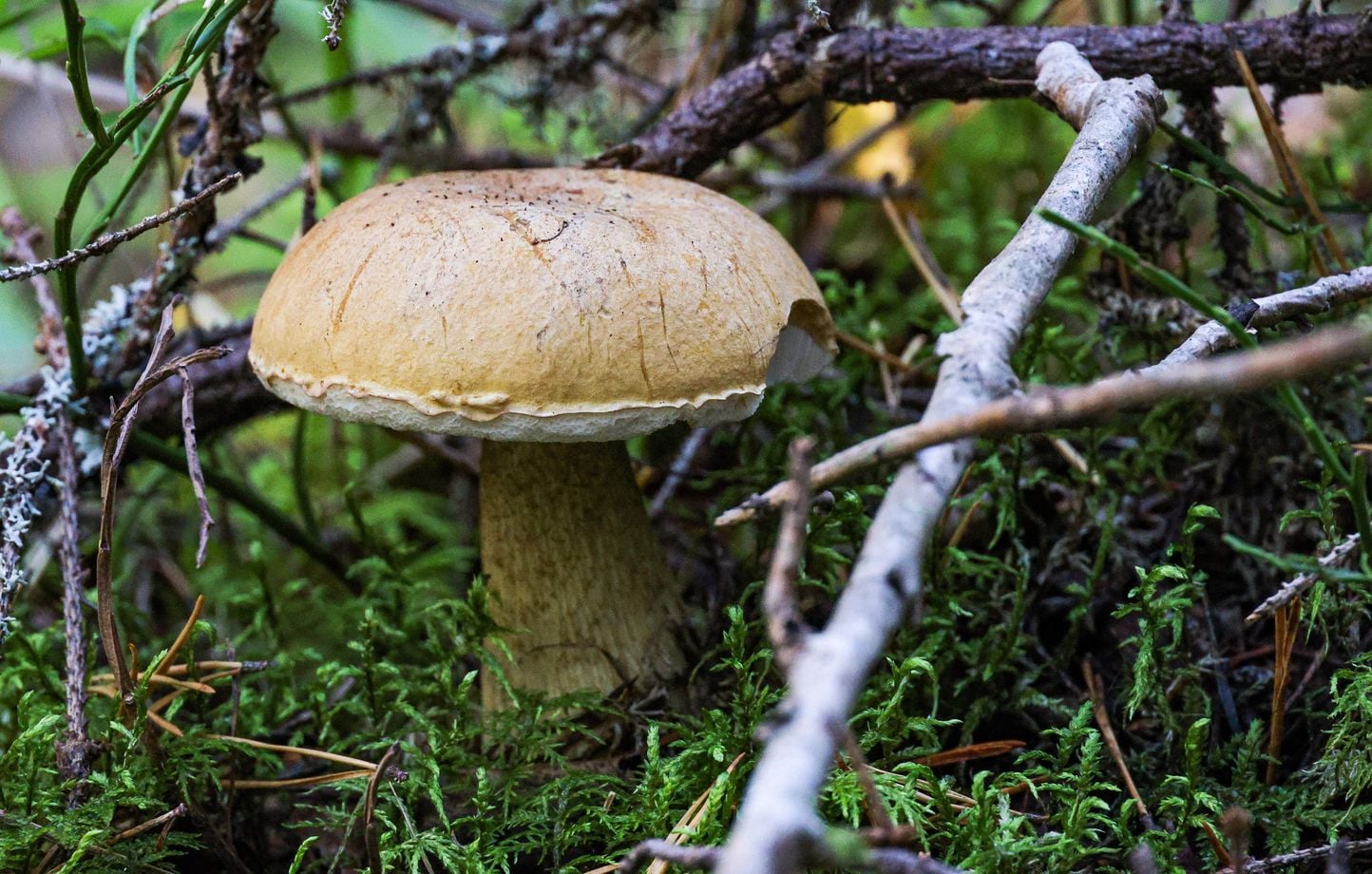 Des conditions climatiques inquiétantes retardent la cueillette des champignons en France cet automne 1 Des conditions climatiques inquiétantes retardent la cueillette des champignons en France cet automne