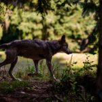 Doubs : deux loups abattus près de Jougne après des attaques sur des troupeaux