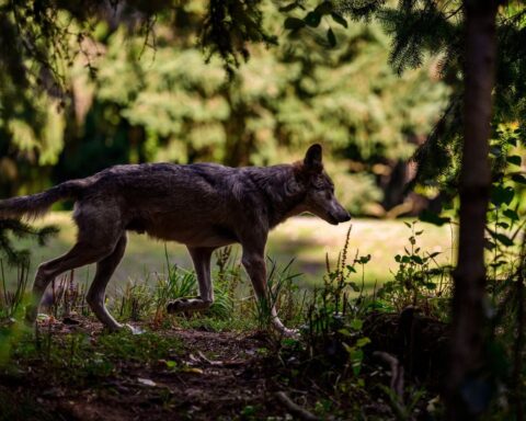 Doubs : deux loups abattus près de Jougne après des attaques sur des troupeaux