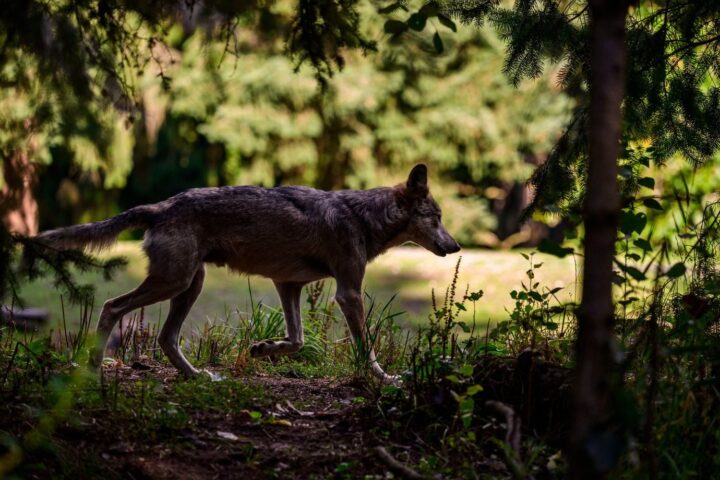 Doubs : deux loups abattus près de Jougne après des attaques sur des troupeaux
