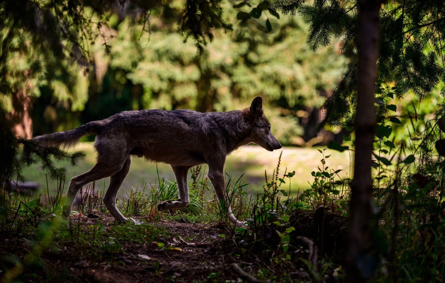 Doubs : deux loups abattus près de Jougne après des attaques sur des troupeaux