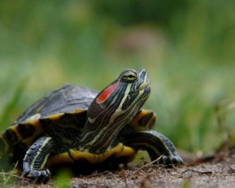 Fin de cavale pour une tortue de Floride interceptée par les gendarmes à Val-Saint-Père