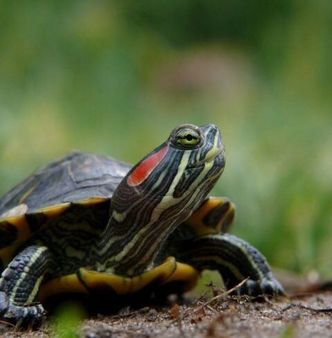 Fin de cavale pour une tortue de Floride interceptée par les gendarmes à Val-Saint-Père