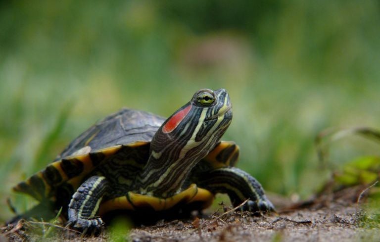 Fin de cavale pour une tortue de Floride interceptée par les gendarmes à Val-Saint-Père
