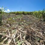 Guadeloupe : la sécheresse menace la récolte de canne à sucre en raison de conditions climatiques extrêmes