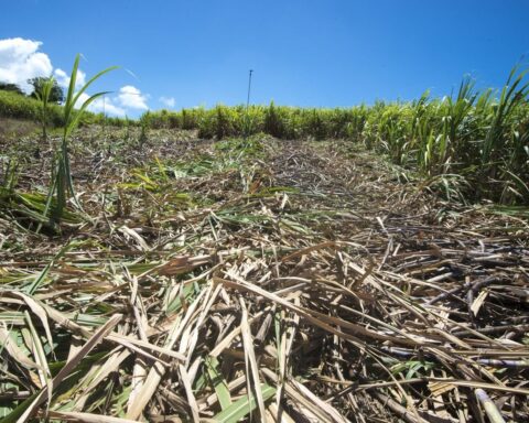 Guadeloupe : la sécheresse menace la récolte de canne à sucre en raison de conditions climatiques extrêmes