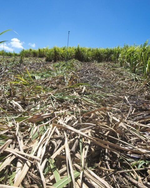 Guadeloupe : la sécheresse menace la récolte de canne à sucre en raison de conditions climatiques extrêmes