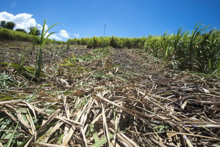 Guadeloupe : la sécheresse menace la récolte de canne à sucre en raison de conditions climatiques extrêmes